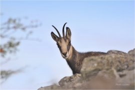 <p>KAMZÍK HORSKÝ (Rupicapra rupicapra) Lužické hory, Studenec ---- /Chamois - Gämse/</p>